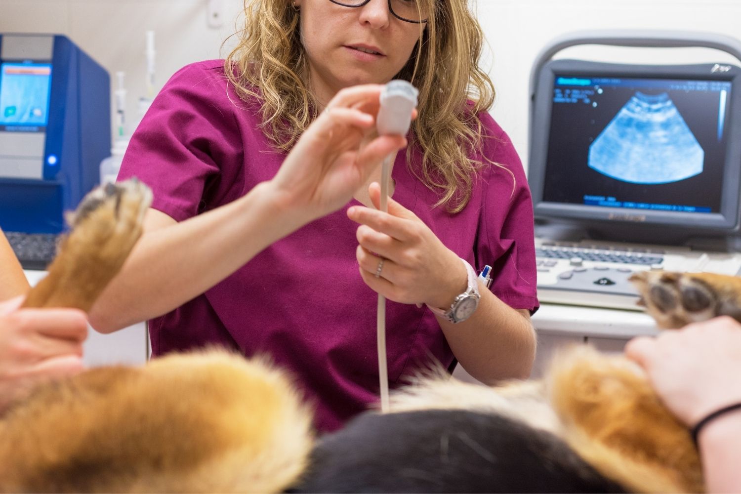 ecografia veterinaria alba adriatica