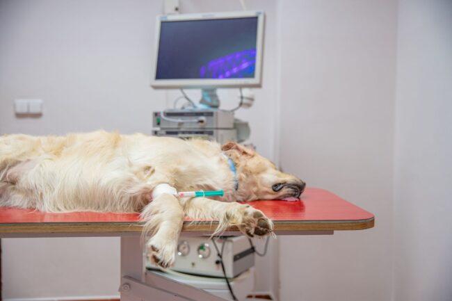 Emergenza-Cure-Intensive-Veterinarie