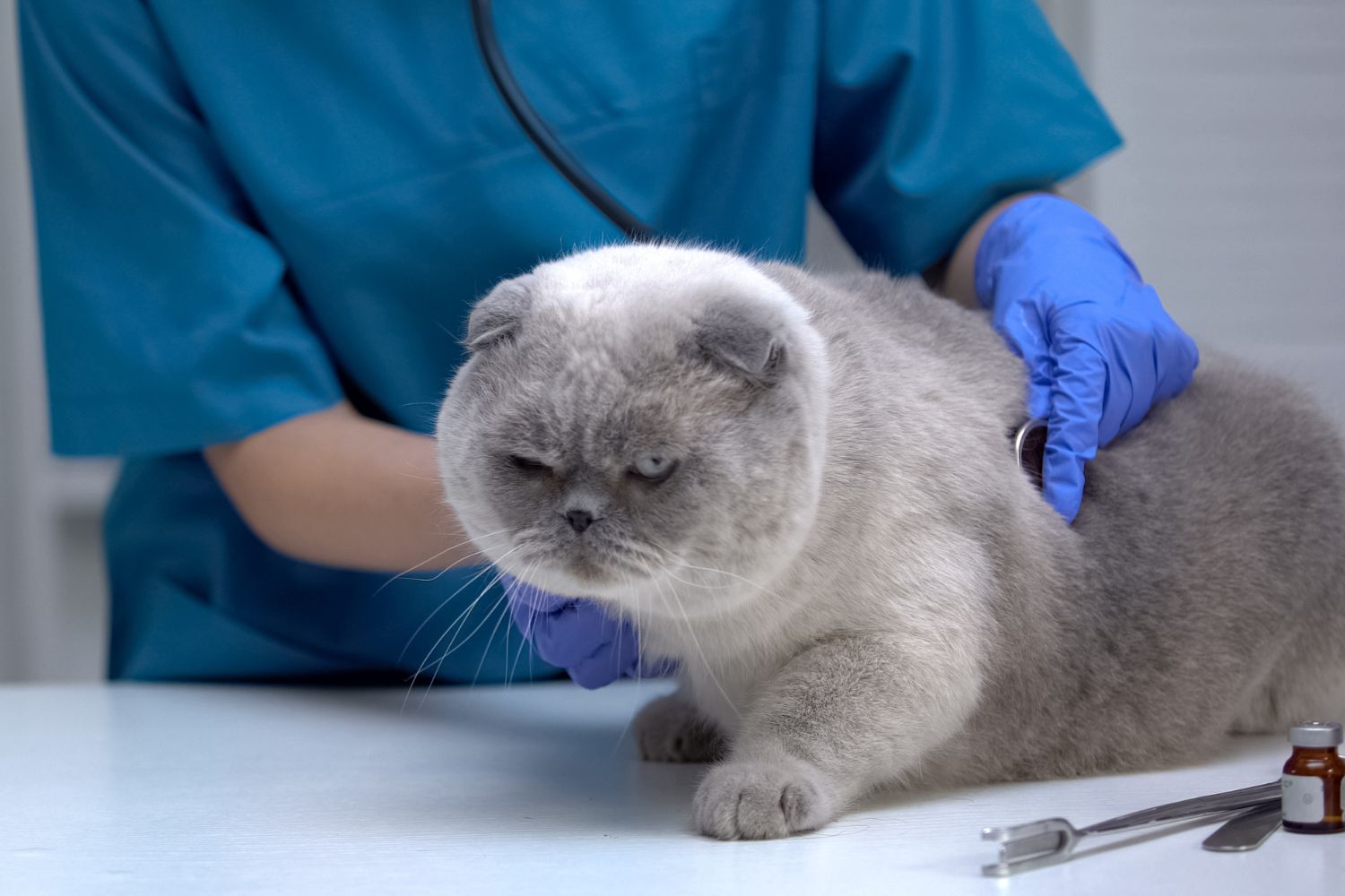 gatroenterologia veterinaria alba adriatica