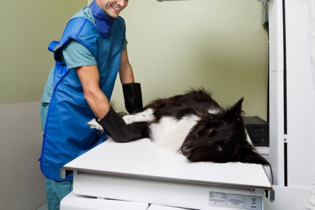 Imaging-Avanzati-Medicina-Veterinaria