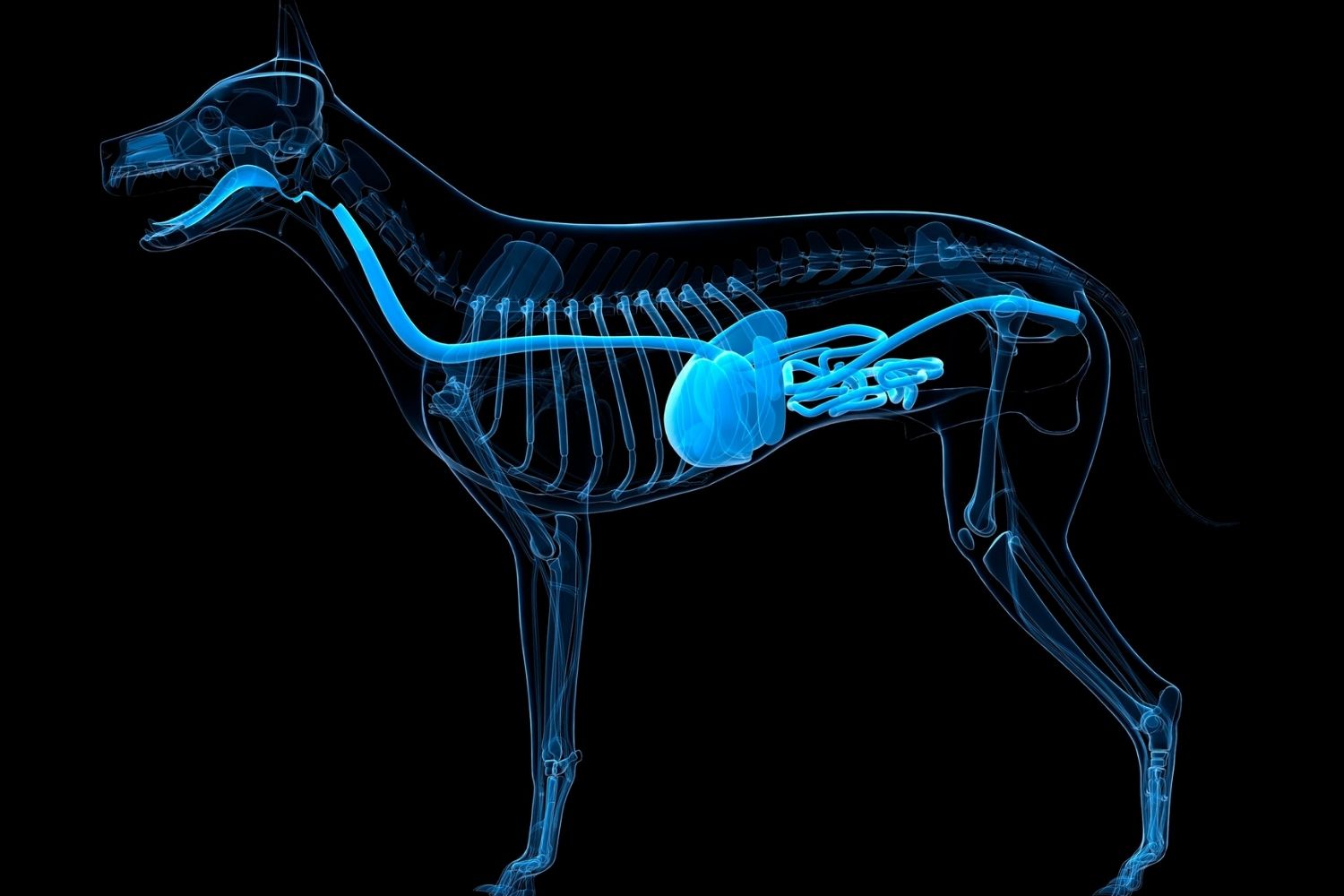 medicina interna alba adriatica