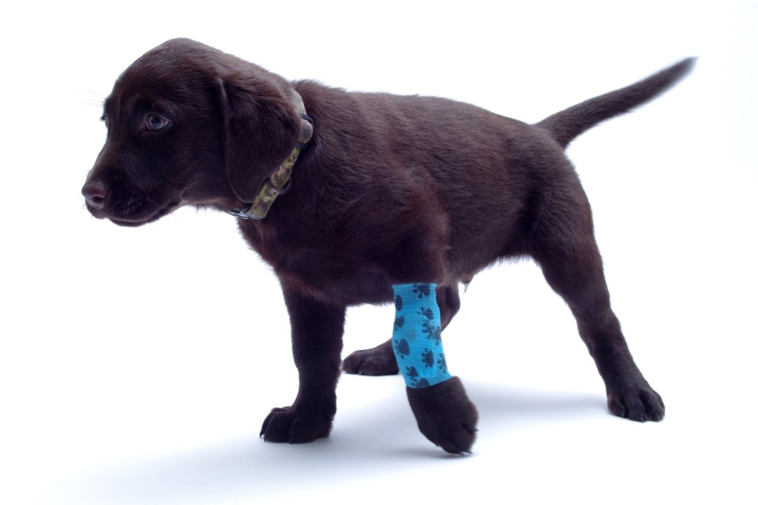 Ortopedia Veterinaria alba adriatica